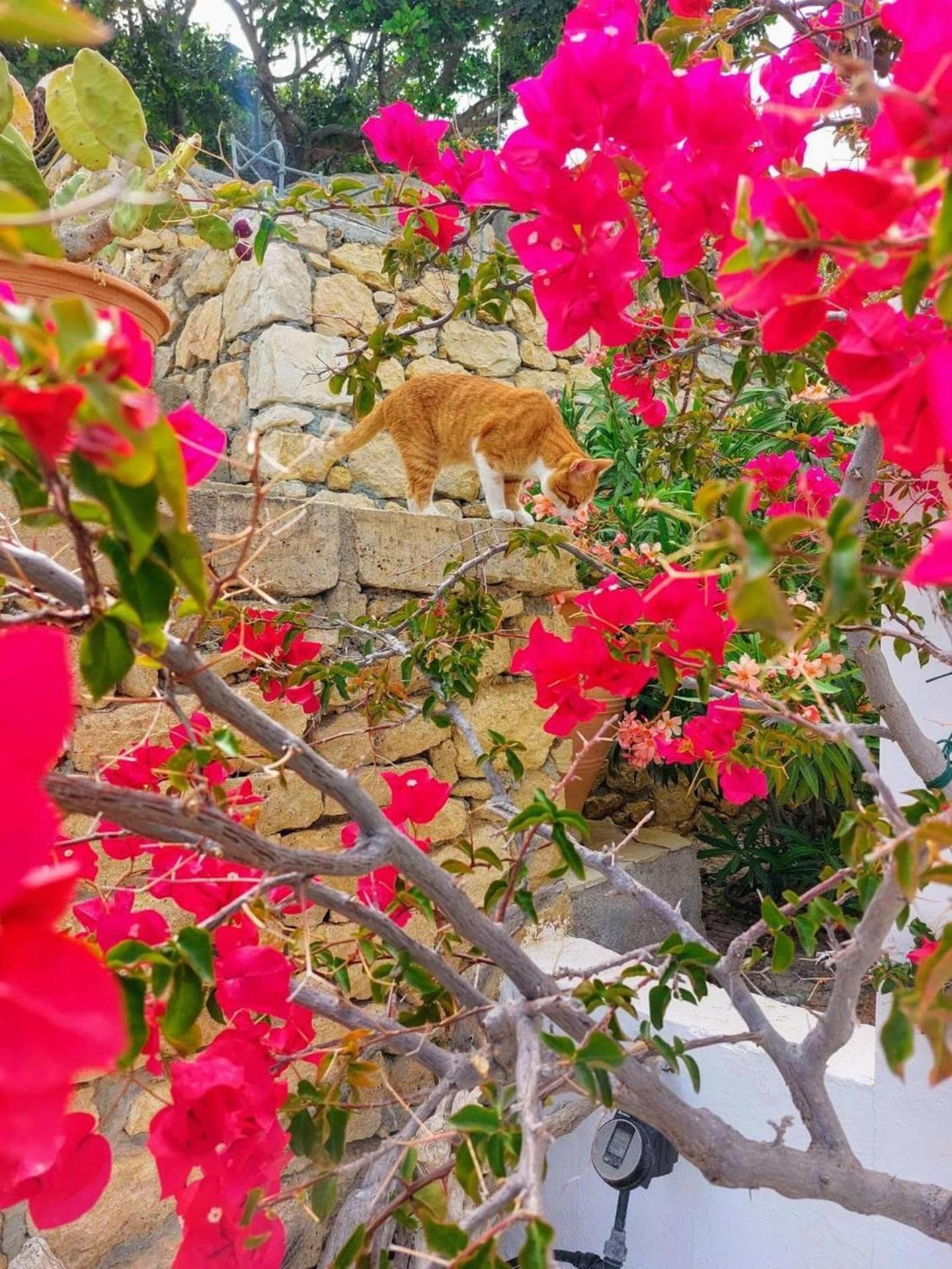 Tranquil Villa With Sea View In Ammopi Karpathos Амоопи Екстериор снимка